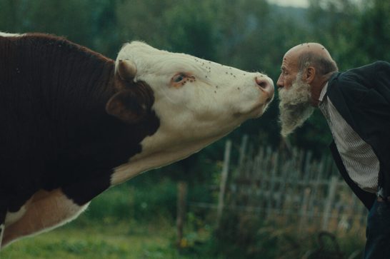 An elderly bearded man leans in nose-to-nose with a brown-and-white cow in a rural farmyard, both faces covered in flies, with a rustic wooden fence and green trees in the background.
