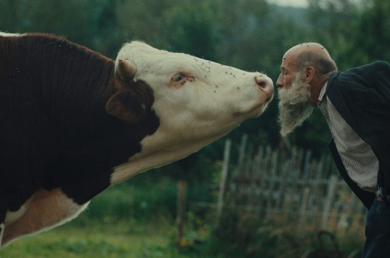 An elderly bearded man leans in nose-to-nose with a brown-and-white cow in a rural farmyard, both faces covered in flies, with a rustic wooden fence and green trees in the background.