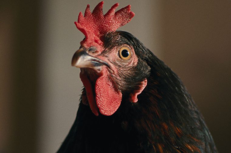 A cinematic close-up of a chicken's head and upper body. The bird has dark black feathers with warm auburn highlights along the neck. Its comb is red and upright, the wattles full and vivid red. The eye is large and alert with a golden-amber iris. The background is softly blurred in muted brown and grey tones, keeping full focus on the bird's face.