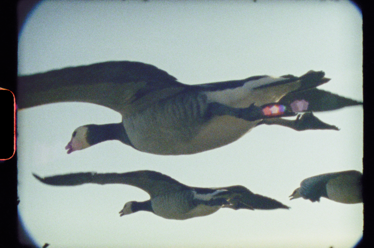 A vintage Super 8 still of white-fronted geese in flight against a pale sky, shown as a filmstrip still with black borders and visible sprocket holes. Three geese are visible with their distinctive white face patches, black-barred bellies, and orange bills; a light prism/flare effect crosses over the wing of the closest bird.