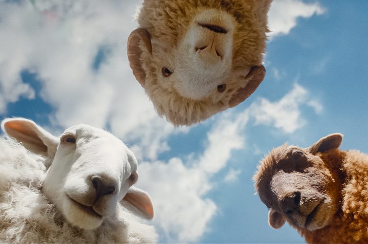 alt text for this image19:16Claude responded: Three sheep peering down curiously at a ground-level Three sheep peer down curiously at a ground-level camera against a blue sky with scattered clouds. One white sheep is on the left, a brown/rust-coloured sheep on the right, and a golden-fleeced sheep hangs upside down from the top centre, all looking directly into the lens.