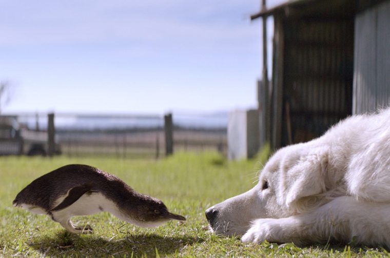 A small penguin lowers its head to sniff at the nose of a white dog, which is lying on the ground opposite the penguin, head resting on its paws. We see a fence and a farmhouse behind them.