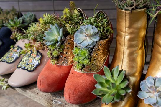 colourful shoes are filled with succulent plants