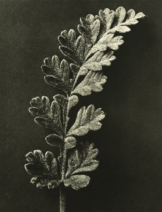 Black and white photograph of a leaf with a high level of detail