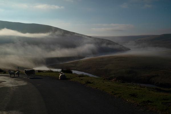 Landscape of rolling hills with fog descending over the path, some sheep are grazing on a country road, the sky is blue and mountains are visible