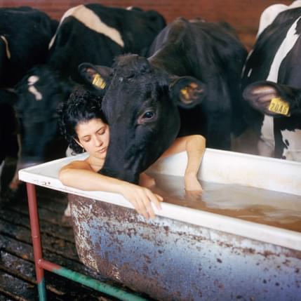 A person lies back in a filled bath, with a cow bending its head to the water over the persons chest